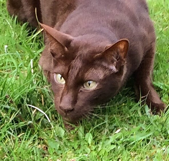 35 Best Male Cat Names for Cats with Green Eyes PetPress