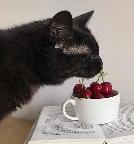 Top 250 Food Cat Names For Your Cute And Adorable Kittens