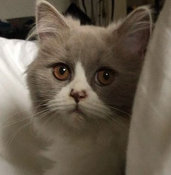 30 Best Female Grey and White Cat Names PetPress