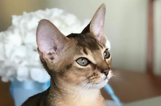 Top 60 Best Female Abyssinian Cat Names