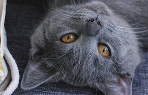 Top 45 Best Male Chartreux Cat Names
