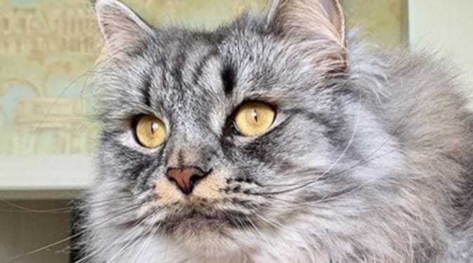 Top 35 Best Male Siberian Cat Names