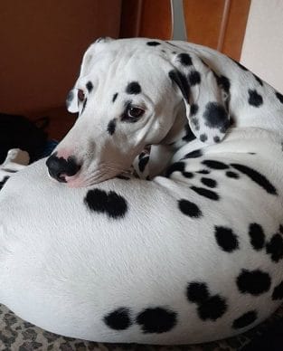 15 Things Only Dalmatian Owners Will Understand - PetPress