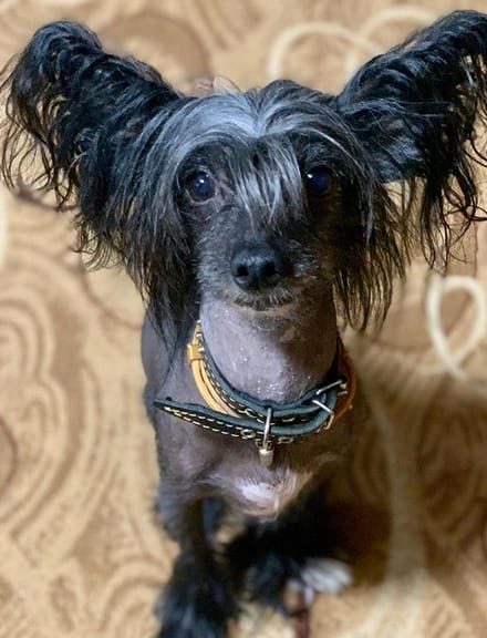 40+ Best Hairless Dog Names - PetPress 40+ Best Hairless Dog Names - PetPress