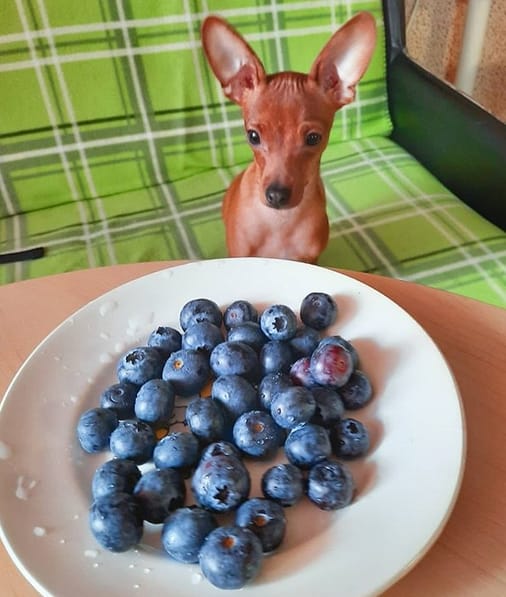 30+ Fruit Names For Dogs That Are Fits For Both male And Female Dogs