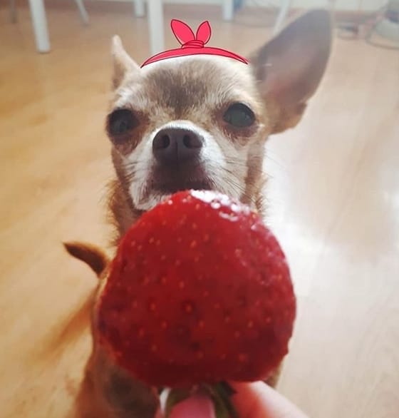 30+ Fruit Names For Dogs That Are Fits For Both male And Female Dogs