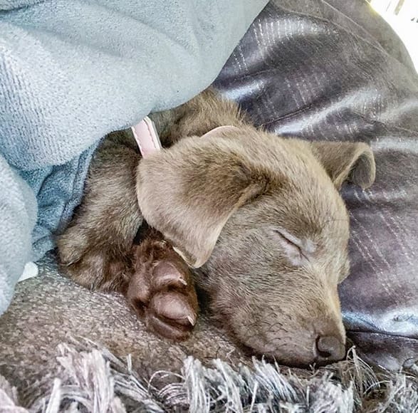 100 Unique Silver Labrador Dog Names PetPress