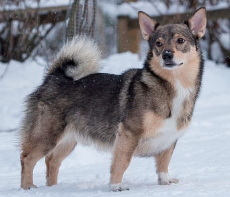 90+ Swedish Dog Names - Viking And Norse God Dog Name Ideas
