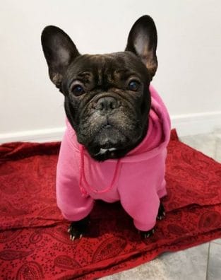 15 Reasons Why You Should Never Own French Bulldogs - PetPress