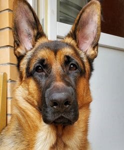 14 Reasons Why You Should Never Own German Shepherds - PetPress