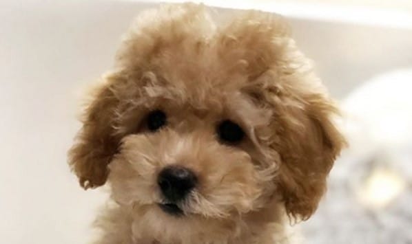 101 Most Popular Mini Goldendoodle Dog Names