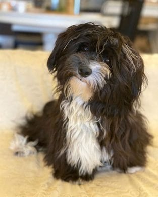 14 Things Only Havanese Dog Owners Will Understand - PetPress