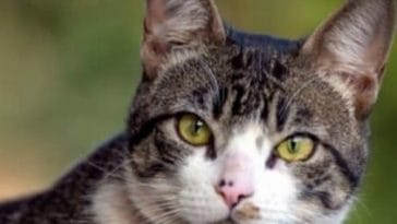 Female American Wirehair Cat Names