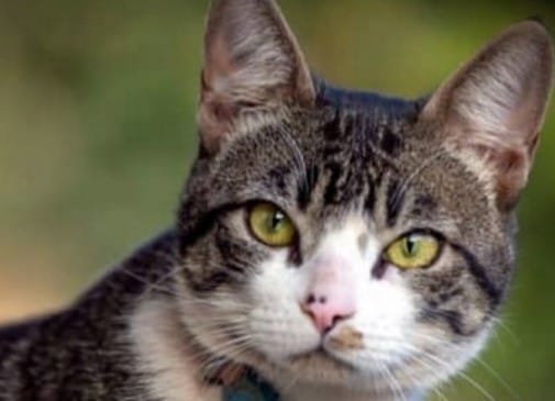 Female American Wirehair Cat Names