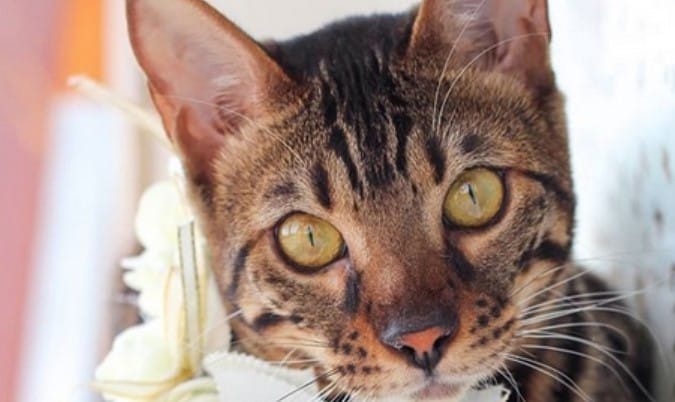 best-bengal-cat-names-petpress