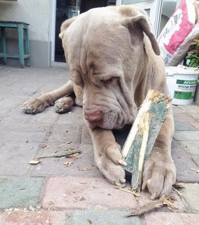15 Things Only Neapolitan Mastiff Owners Will Understand - PetPress
