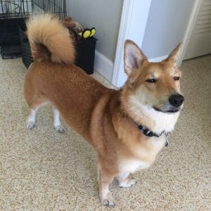 Shiba Inu Sausage Dog Mix 25 Of The Most Awesome And Popular Shiba Inu Mixes