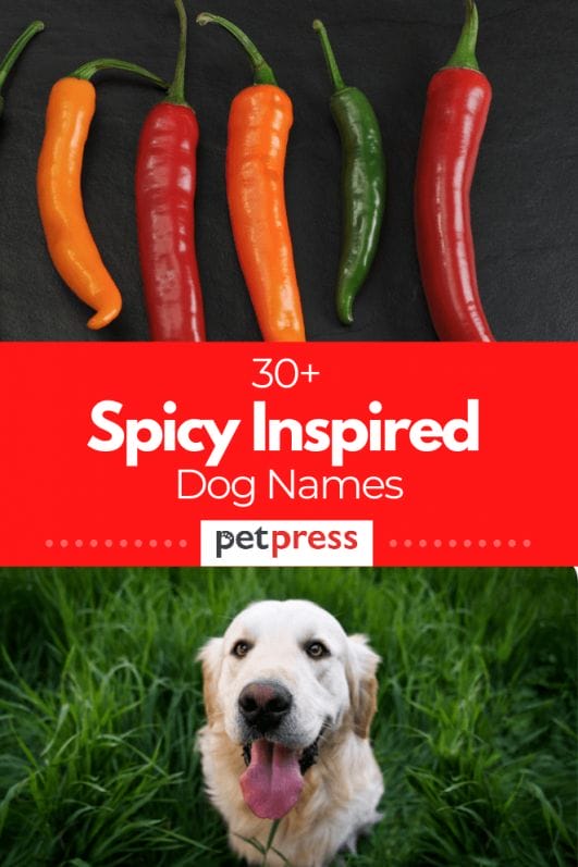 30+ Spicy Female Dog Names For Spicy Food Lovers