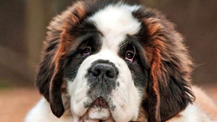 14 St. Bernards For Anyone Who’s Having A Bad Day - PetPress