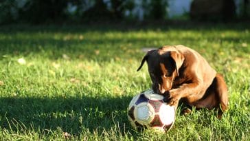 teams-soccer-dog-names