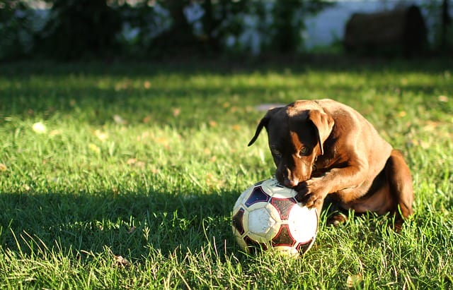 teams-soccer-dog-names