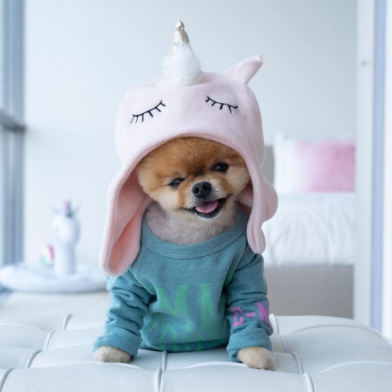 15 Famous Dogs of Instagram Petpress