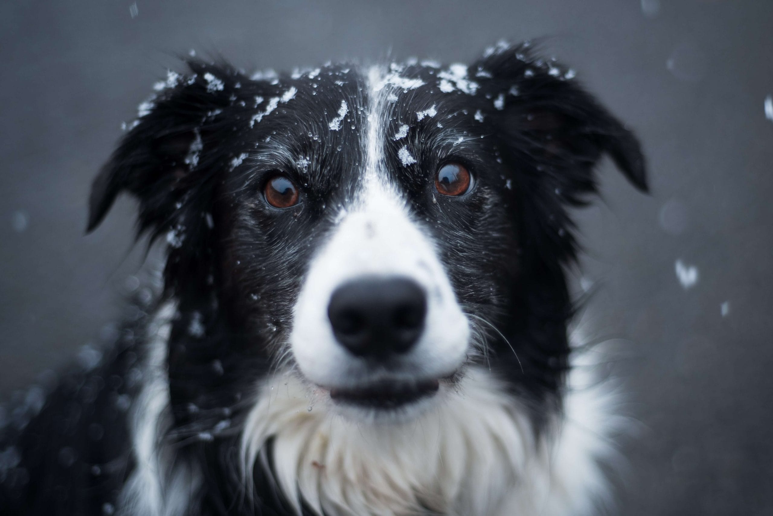 how-much-do-you-know-about-border-collies-petpress