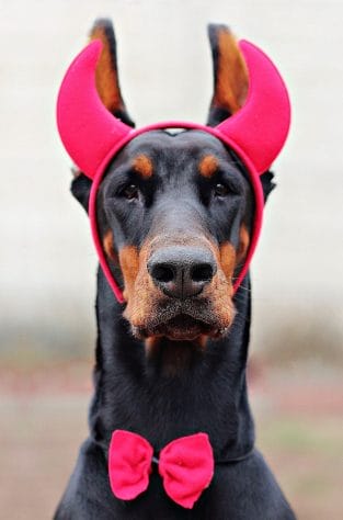 How Much Do You Know About Dobermans? - PetPress