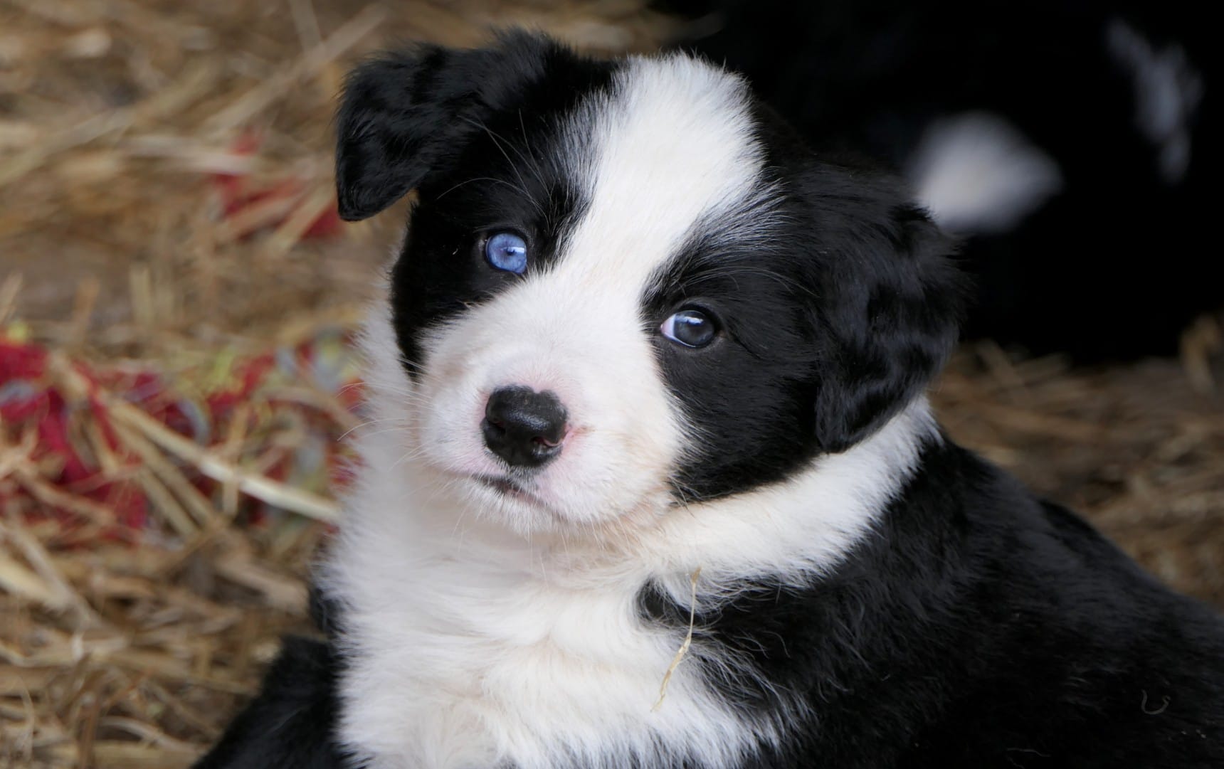 Can You Guess What Breeds These Mixed-Breed Dogs Are? - PetPress