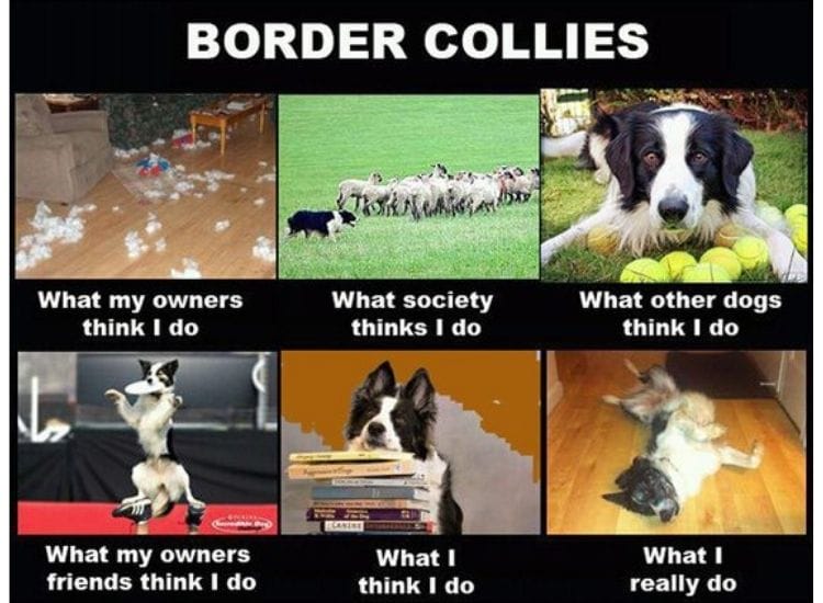 Collie memes. Best Collection of funny Collie pictures on iFunny Brazil