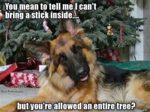 20+ Best Christmas Dog Memes The Internet Has EVER Seen
