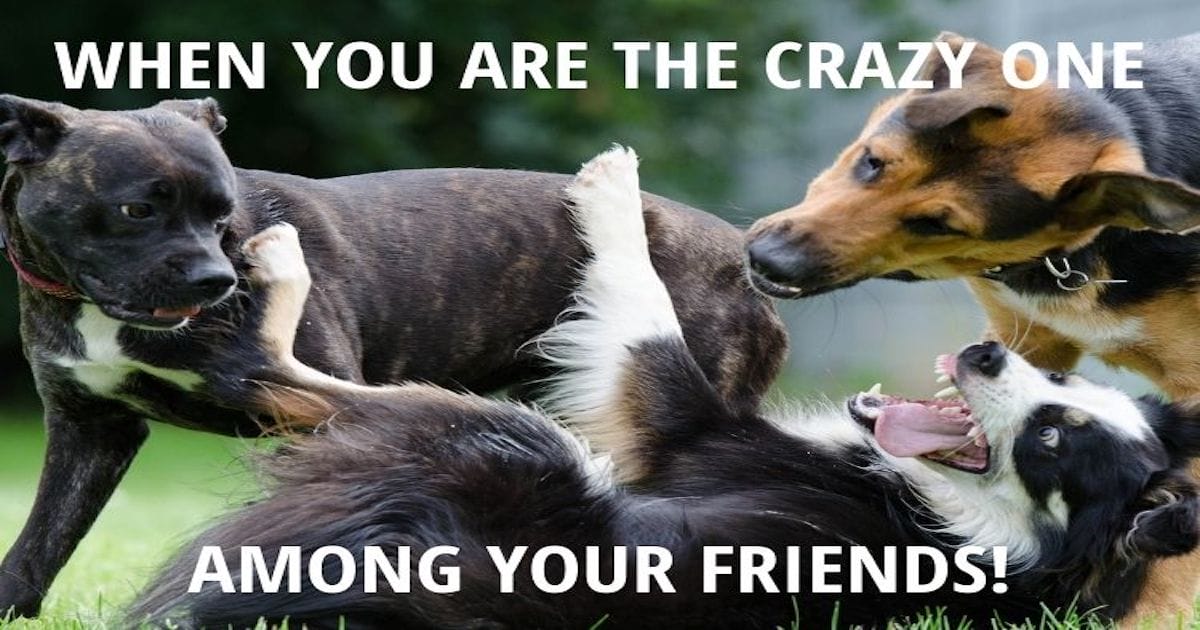 10 Humorous Border Collie Memes That Gives A Good Laugh!