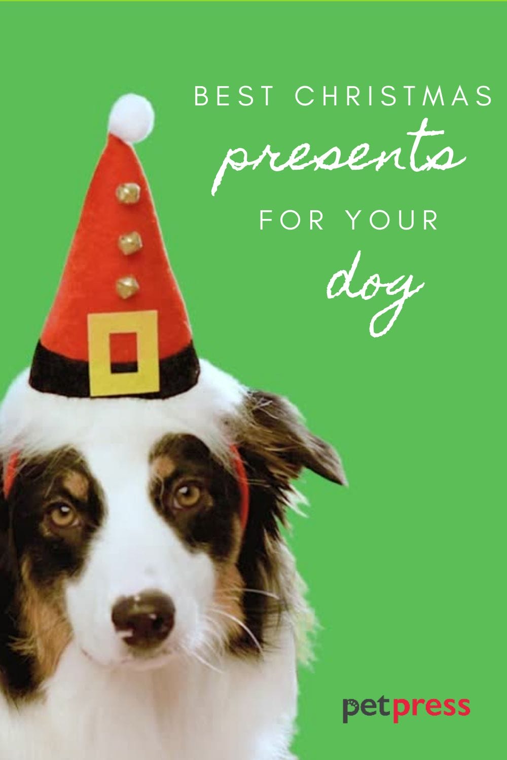 20+ Best Dog Christmas Presents for your Pet Dog!
