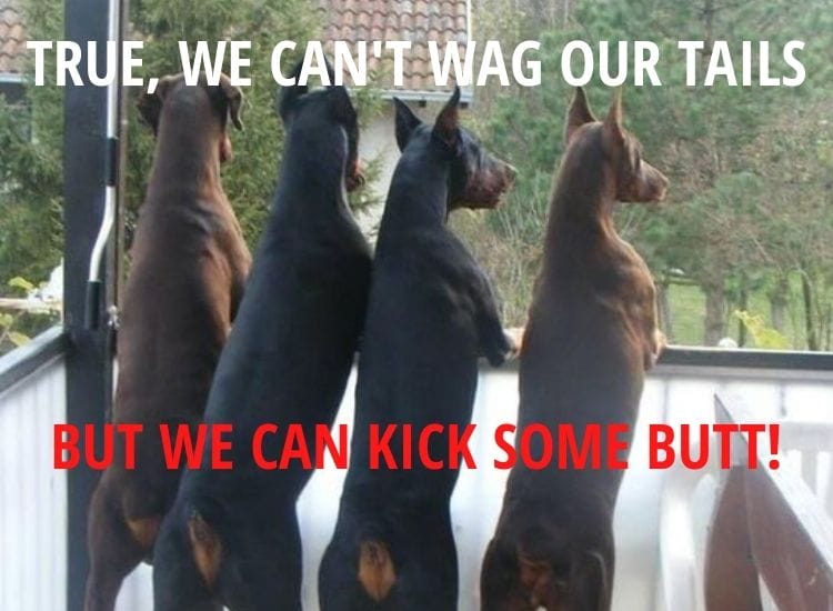 Top 10 Dobermann Memes That Are Funny As Ever!