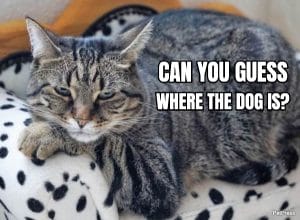 Top 10+ Funniest Fat Cat Memes on the Internet | PetPress