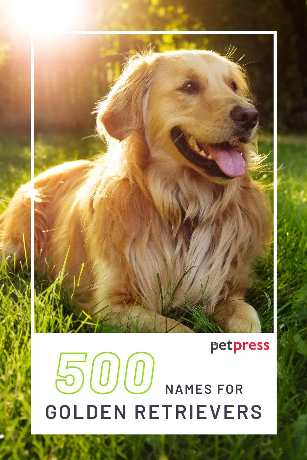 500 Golden Retriever Names Popular Male and Female Names PetPress