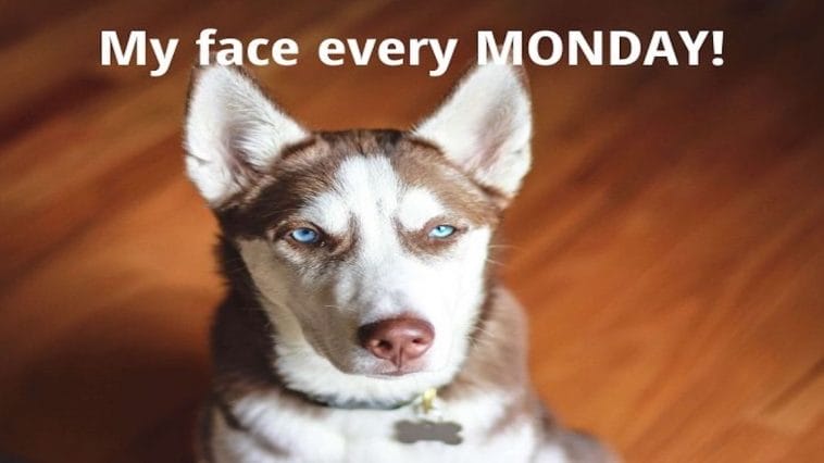 10 Funny Husky Quotes to Brighten Your Day