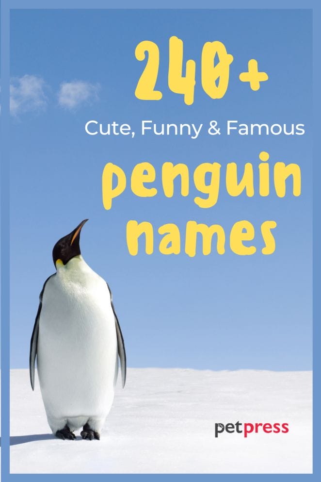 240+ Penguin Names (Cute, Funny, Good, and Famous Names)