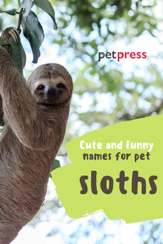 Best Ways To Name A Sloth - Good, Cute, & Funny Names For A Pet Sloth