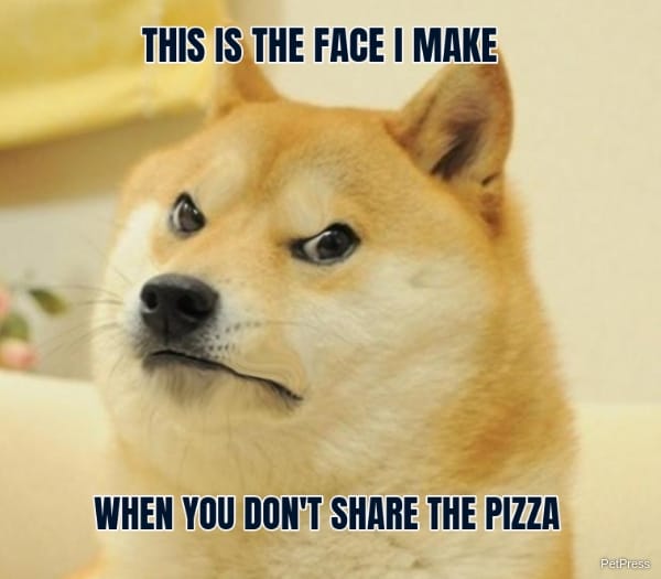 10+ Angry Dog Meme That Hilarious - PetPress 10+ Angry Dog Meme That Hilarious - PetPress