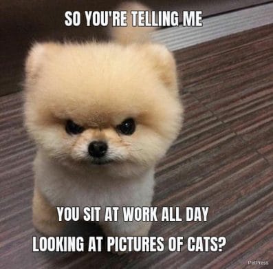 10+ Angry Dog Meme That Hilarious - PetPress