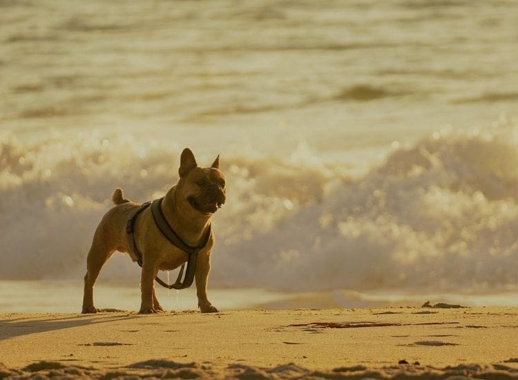 beach dog names for a pet dog