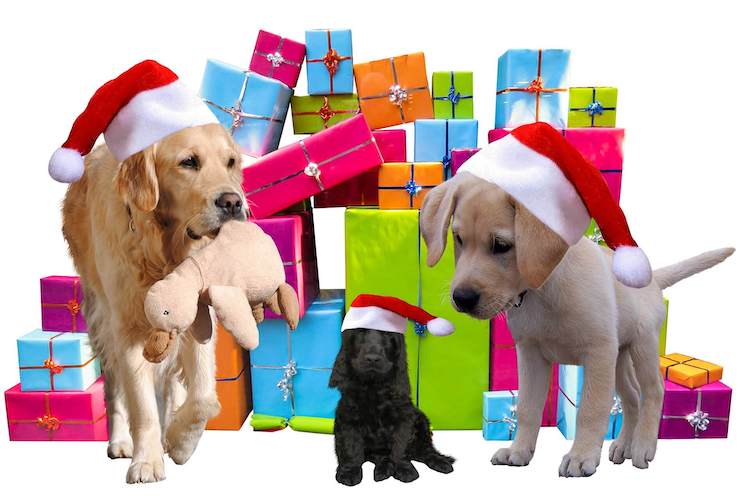 20+ Best Dog Christmas Presents for your Pet Dog!