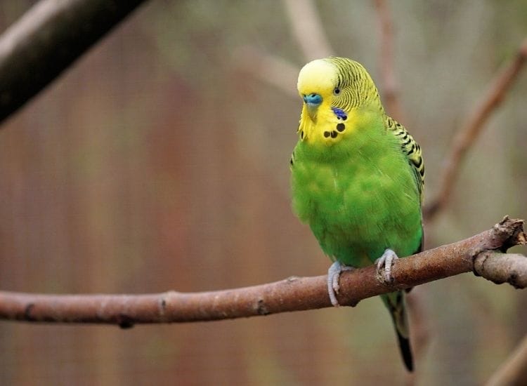 best names for a budgie