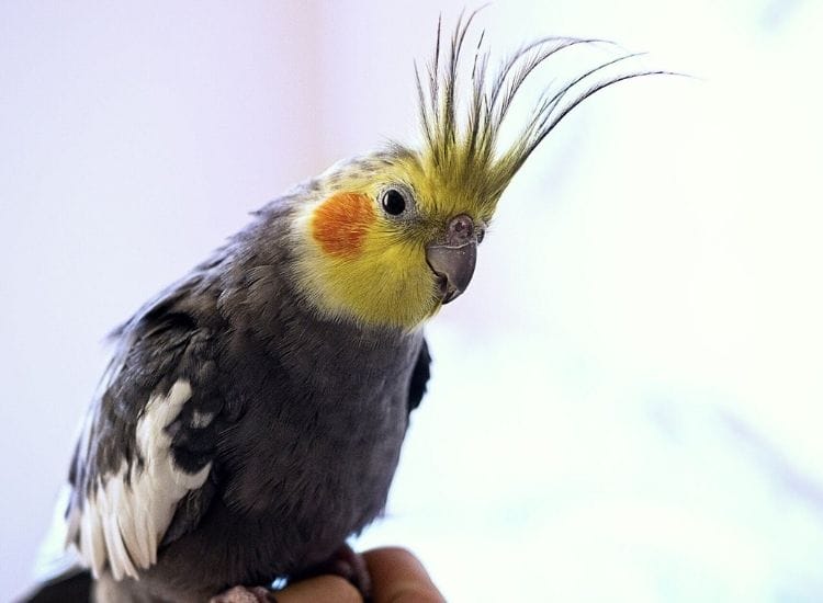 best names for a cockatiel