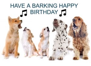 15+ Best Happy Birthday Dog Memes For Your Enjoyment - PetPress