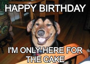 15+ Best Happy Birthday Dog Memes For Your Enjoyment - PetPress