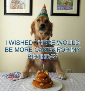 15+ Best Happy Birthday Dog Memes For Your Enjoyment - PetPress