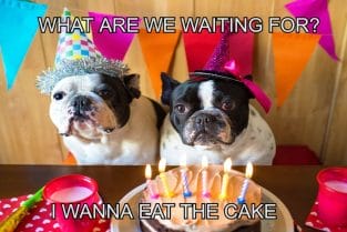 15+ Best Happy Birthday Dog Memes For Your Enjoyment - PetPress