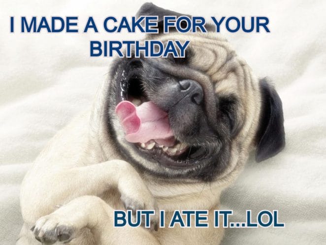 15+ Best Happy Birthday Dog Memes For Your Enjoyment - PetPress